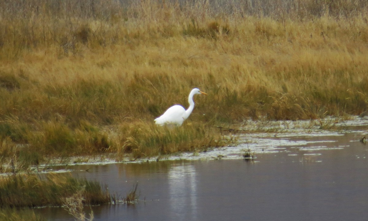 Great Egret - Bryant Olsen