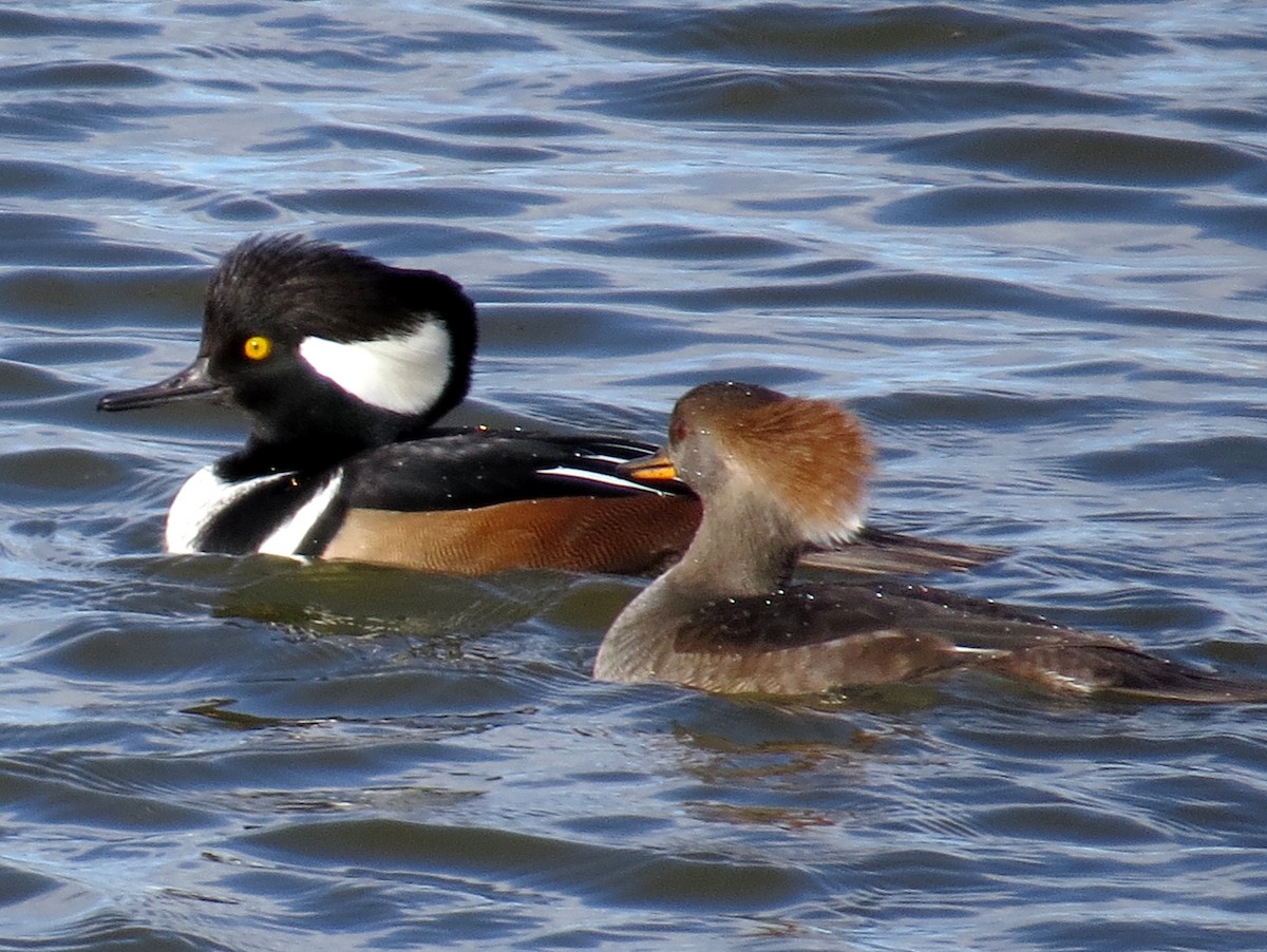 Hooded Merganser - Bryant Olsen