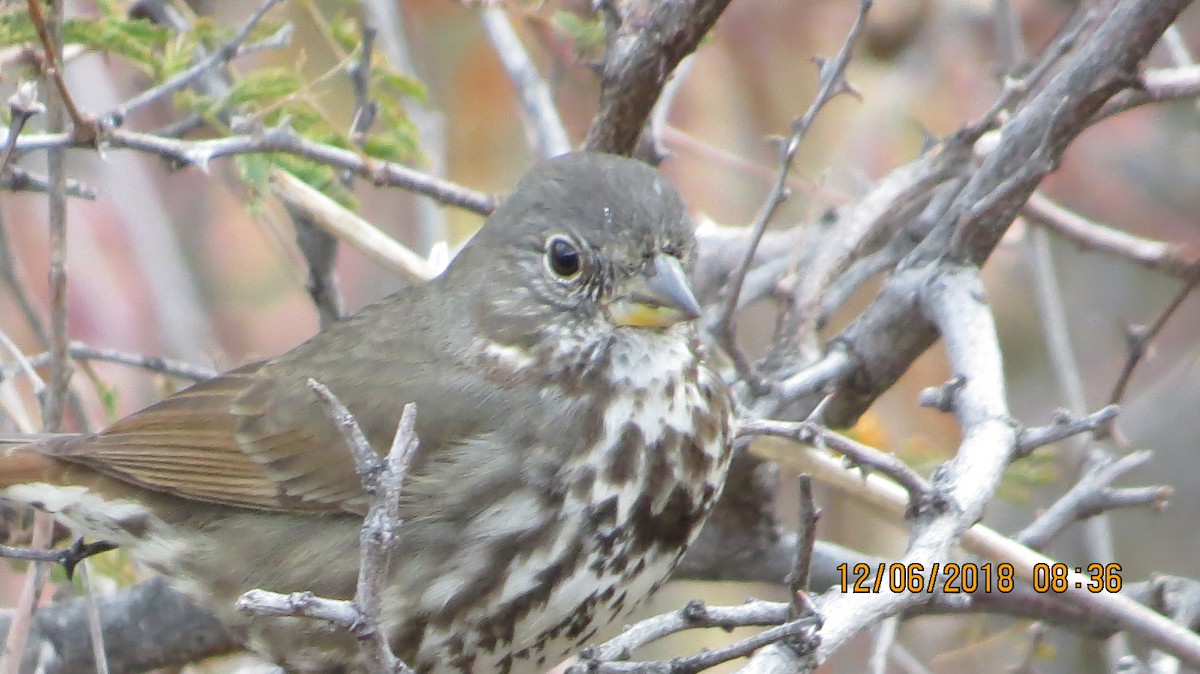 Fox Sparrow (Slate-colored) - ML127011211