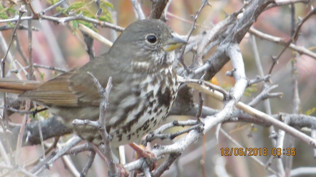 Fox Sparrow (Slate-colored) - ML127011381