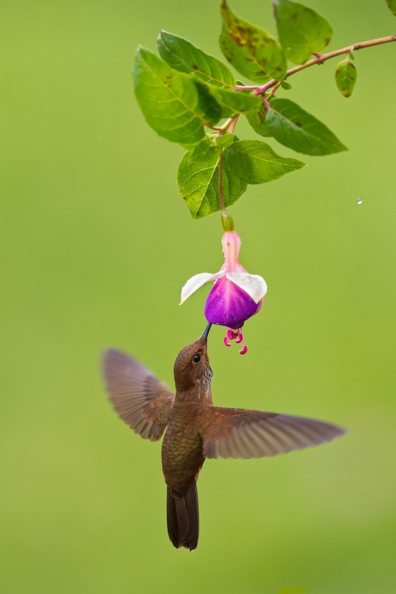 ブロンズインカハチドリ - ML127013531