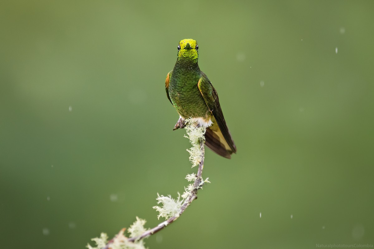 kolibřík žlutoocasý - ML127013591