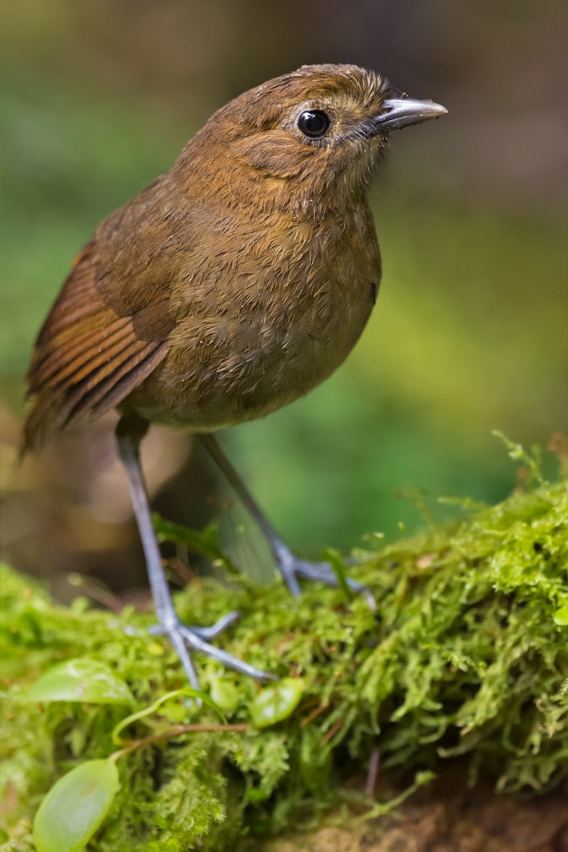 Brown-banded Antpitta - Luis  Agudelo