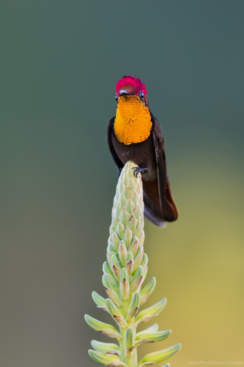 kolibřík červenohlavý - ML127014501