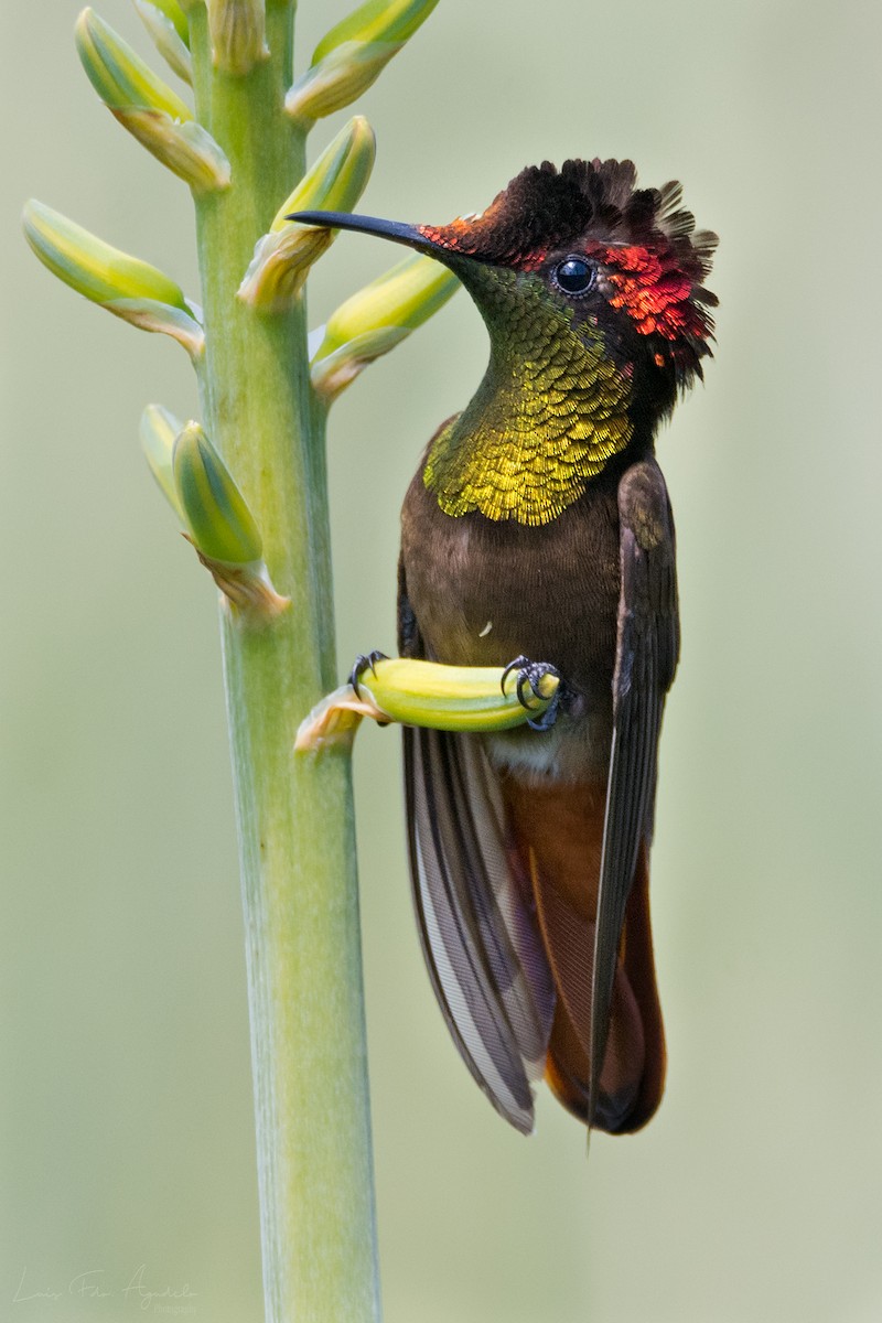 Ruby-topaz Hummingbird - Luis  Agudelo