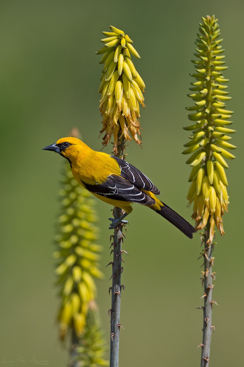 Yellow Oriole - ML127014901