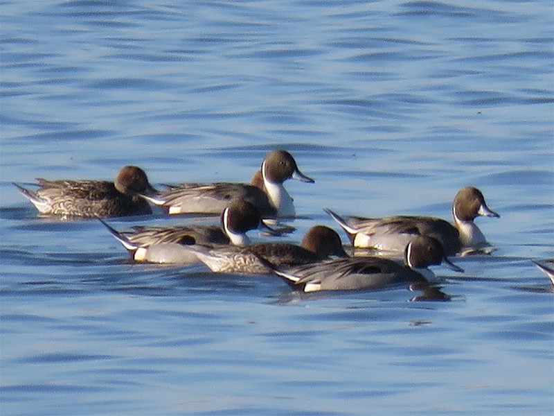 Northern Pintail - ML127015221