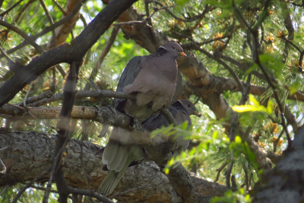 Band-tailed Pigeon - ML127015561