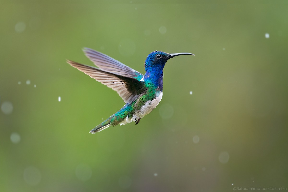 シロエリハチドリ - ML127015871