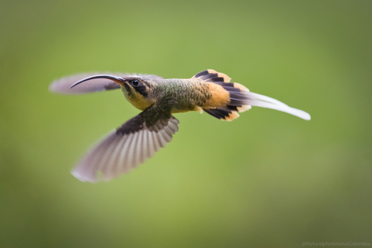 Tawny-bellied Hermit - ML127016041