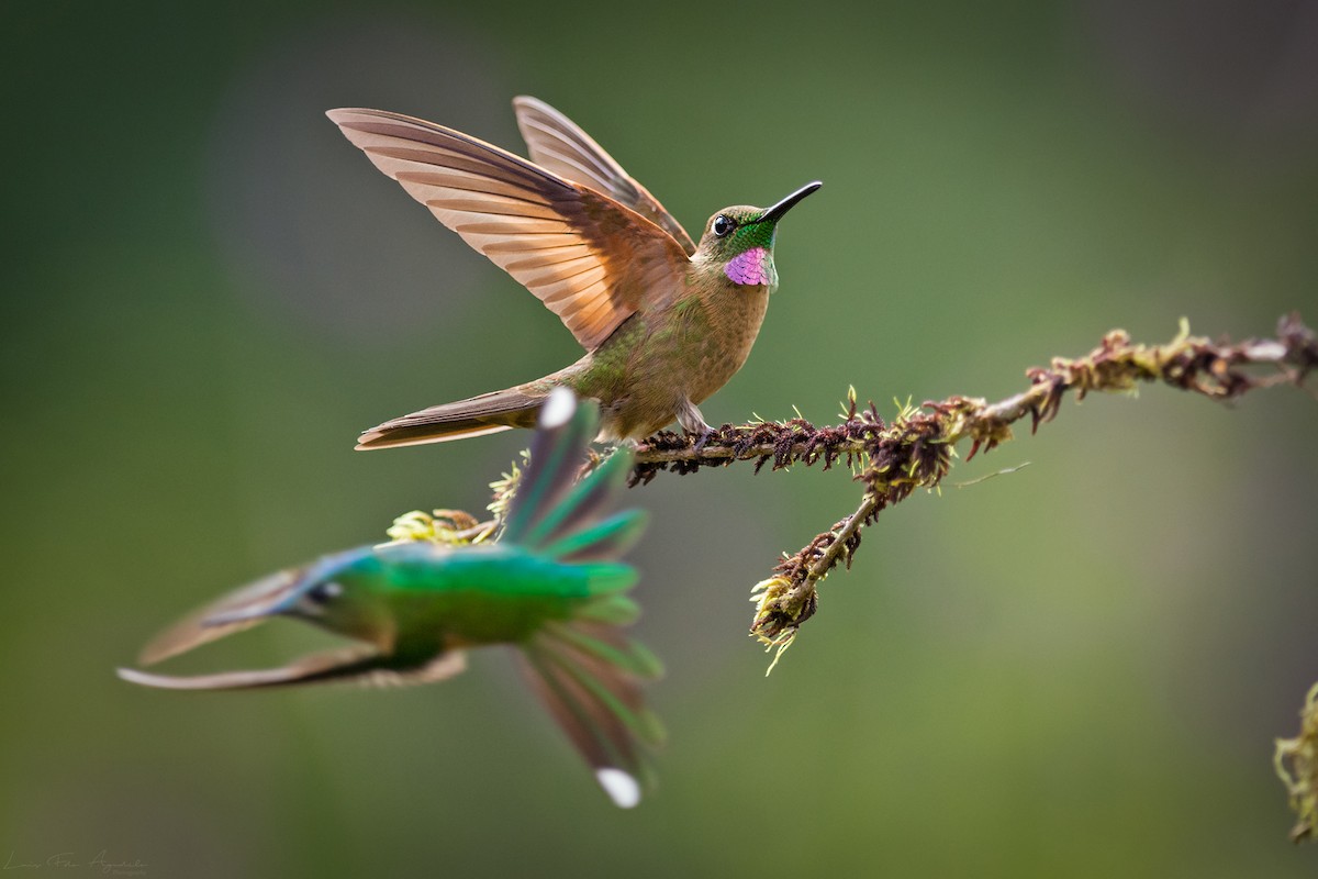 Fawn-breasted Brilliant - ML127016461