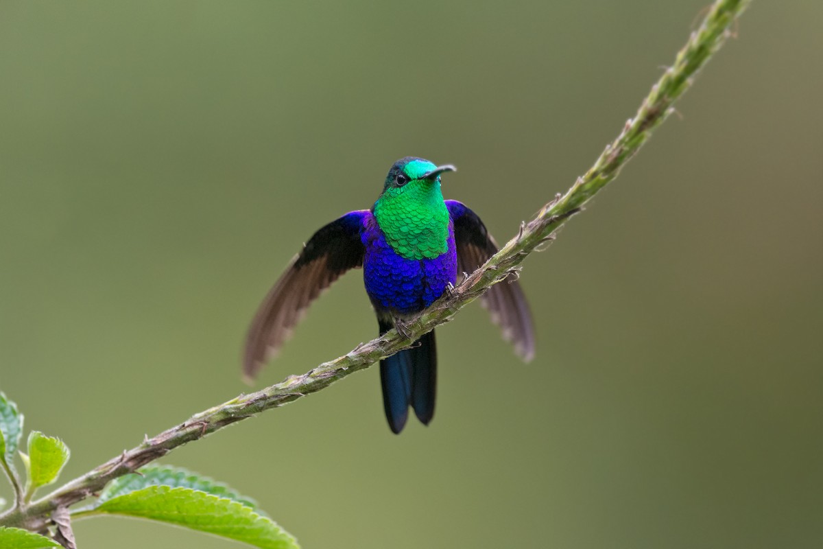 Crowned Woodnymph - ML127016561