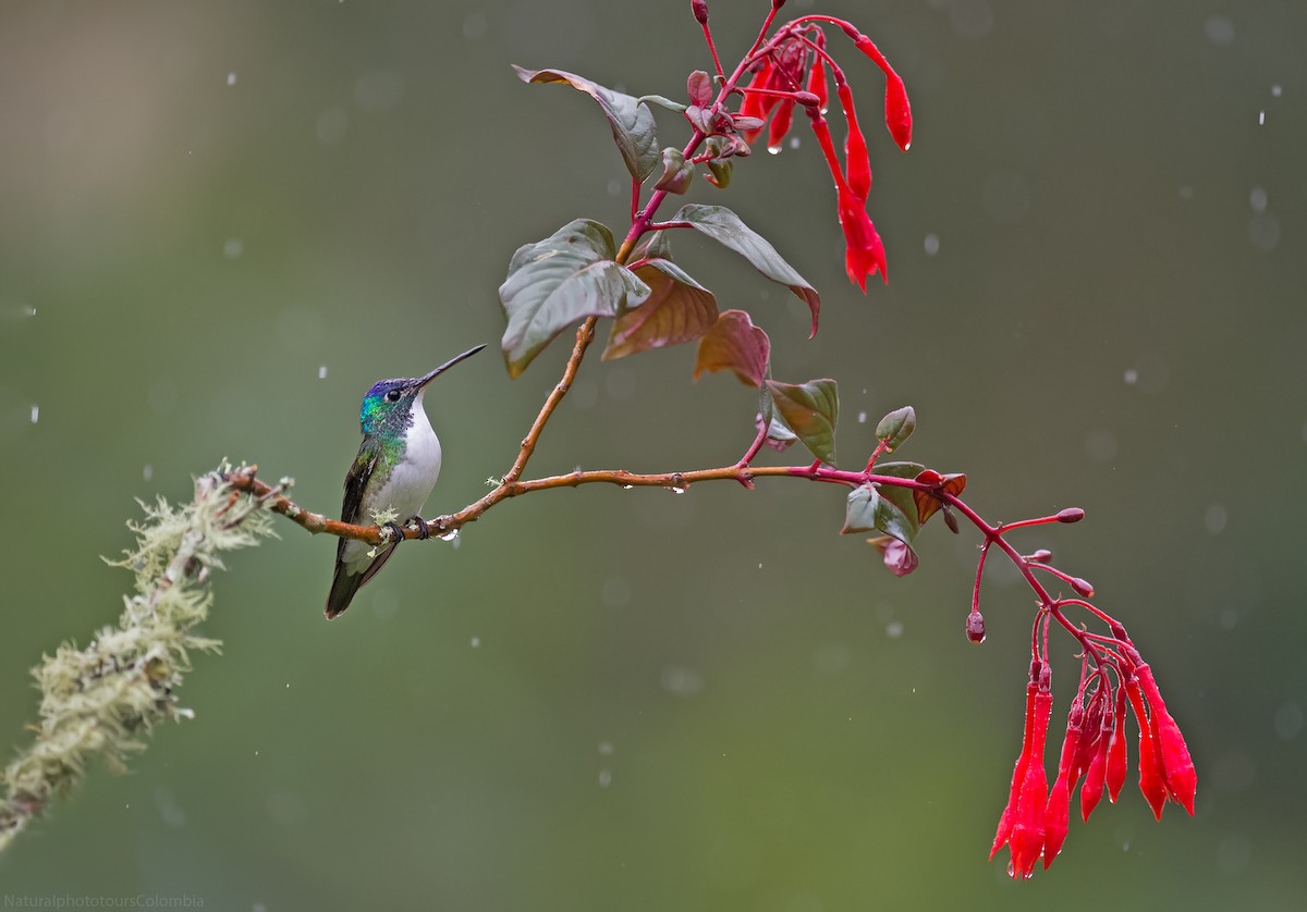 kolibřík andský - ML127016621