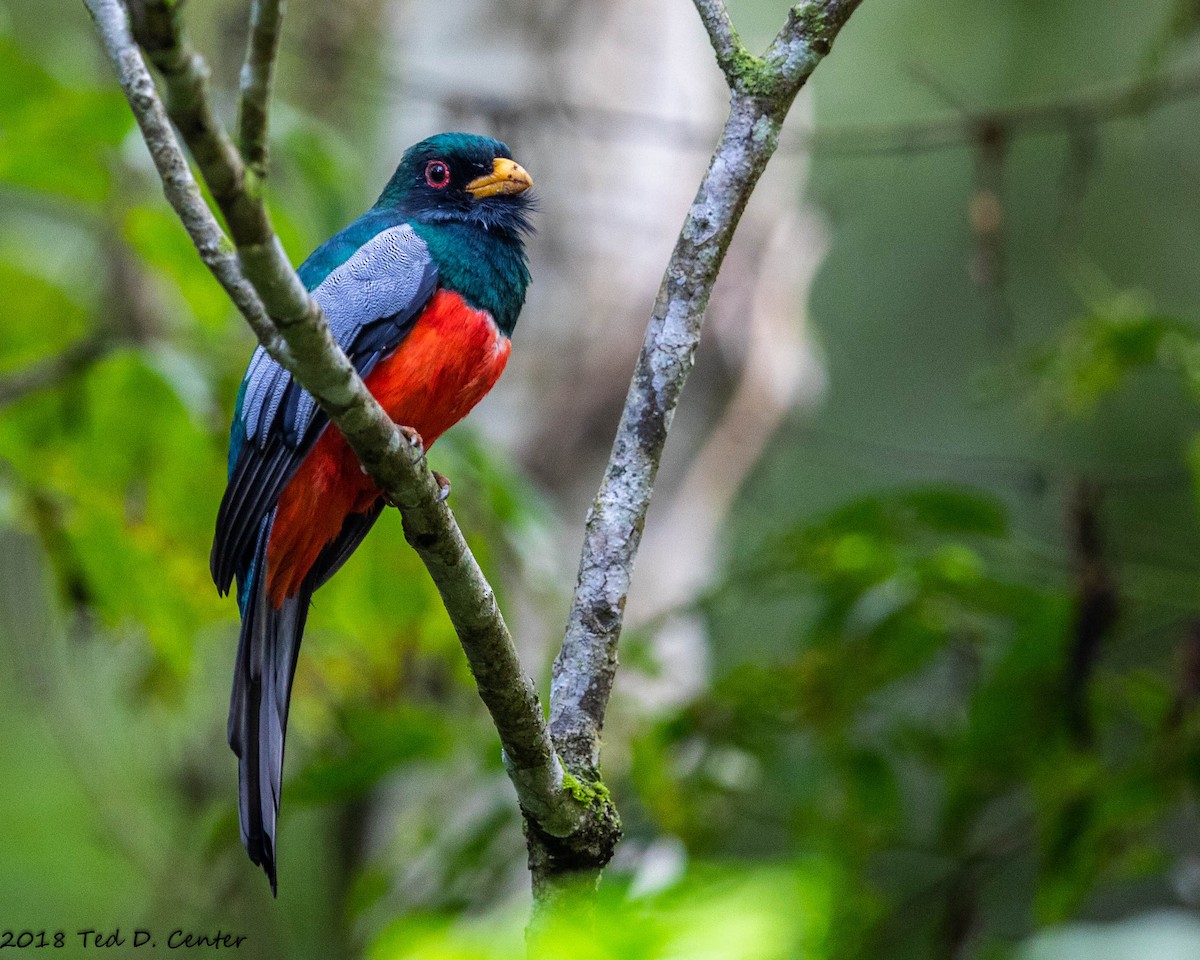 Black-tailed Trogon - Ted Center
