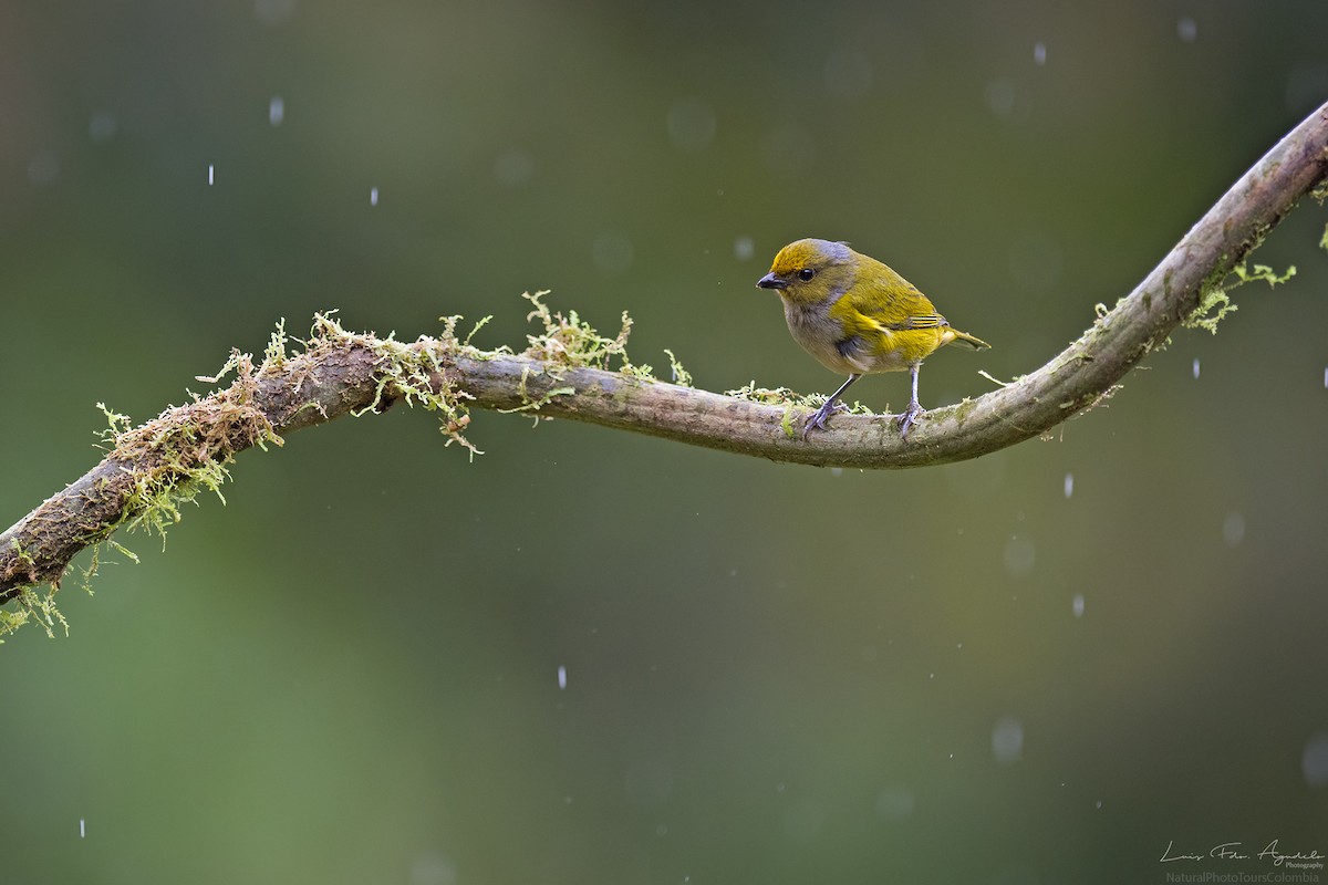 キバラスミレフウキンチョウ - ML127017771