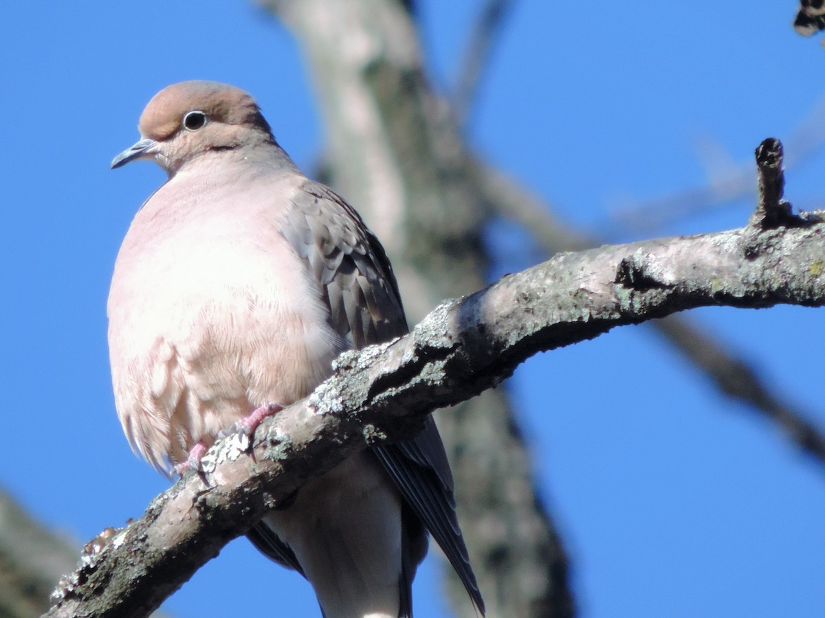 Mourning Dove - Anastacia Feoktistova