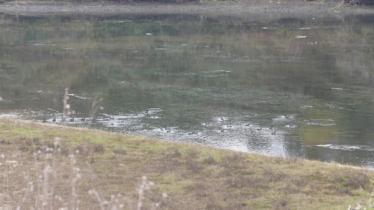 American Coot - ML127018381