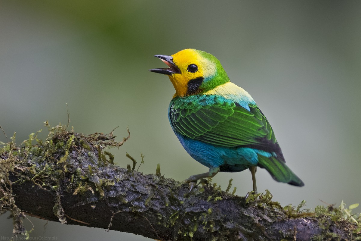 Multicolored Tanager - ML127018651