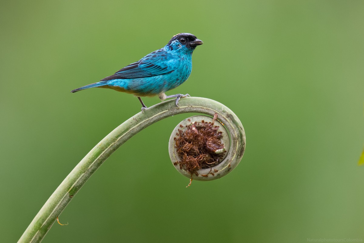 キンエリフウキンチョウ - ML127018911