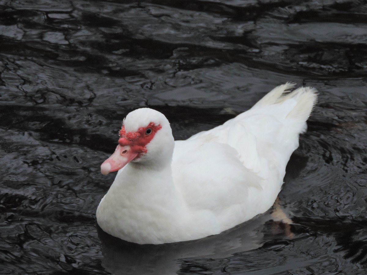 Muscovy Duck (Domestic type) - Anastacia Feoktistova