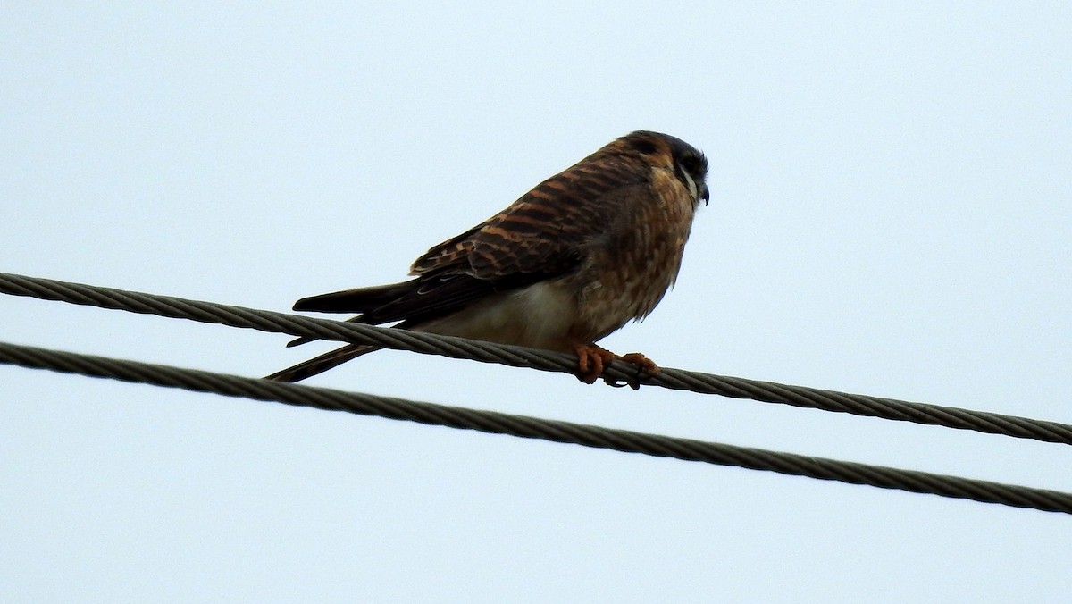 American Kestrel - ML127019101