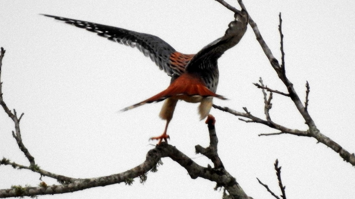 American Kestrel - ML127019111