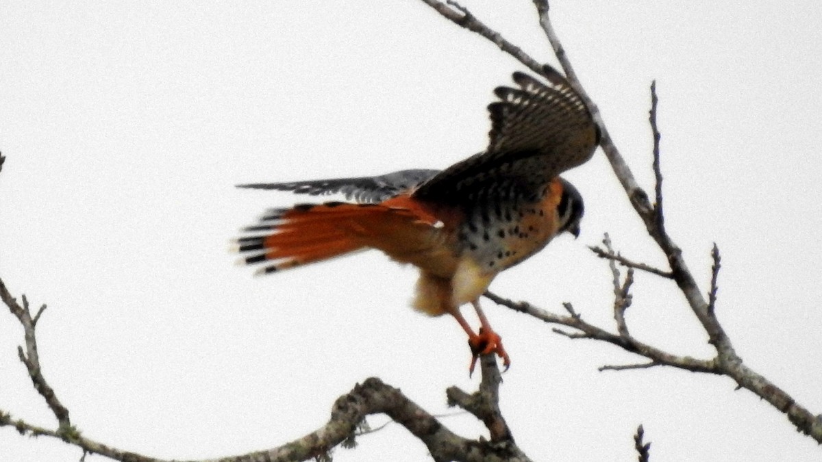 American Kestrel - ML127019121