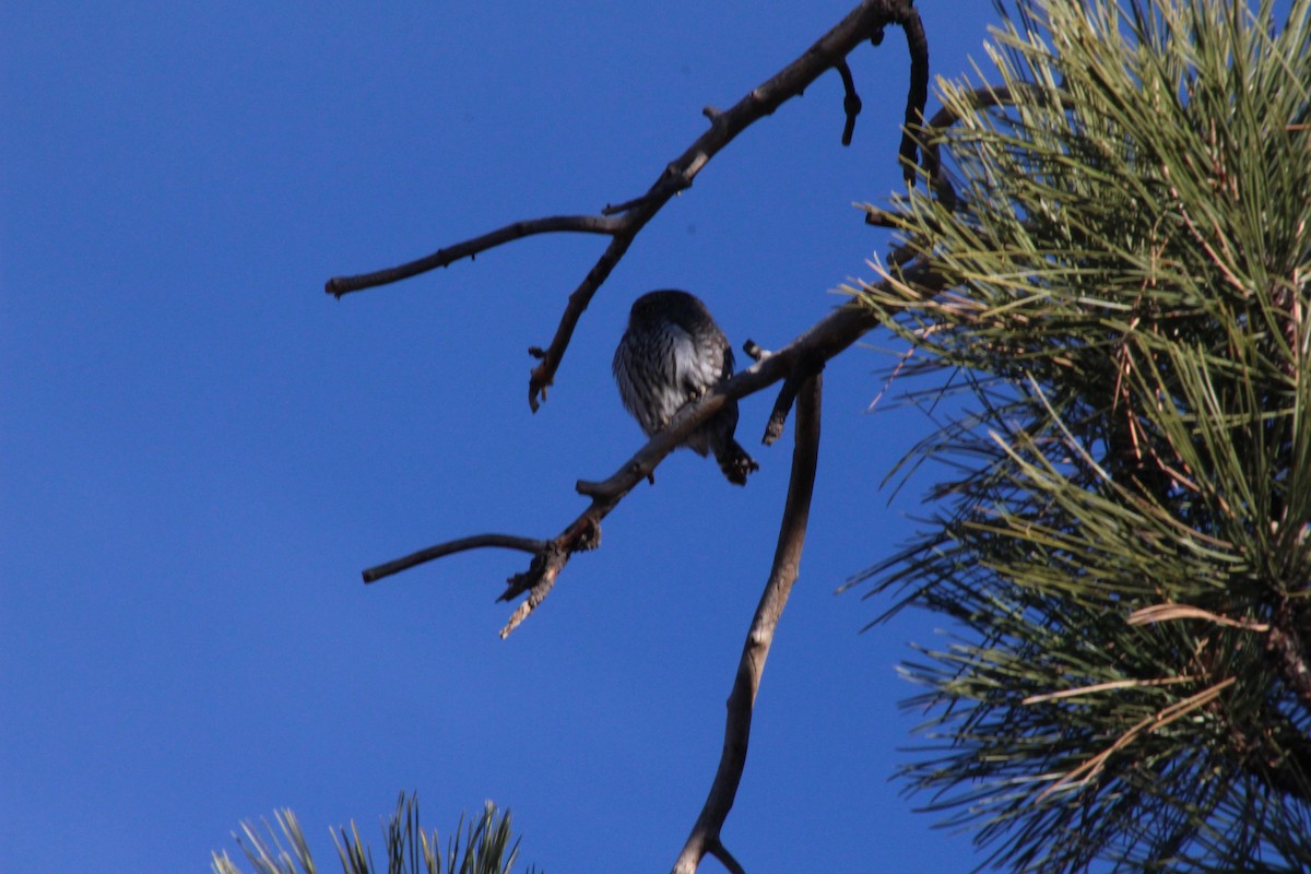 Northern Pygmy-Owl - ML127019341