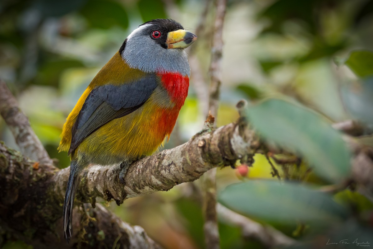 オオハシゴシキドリ - ML127022311