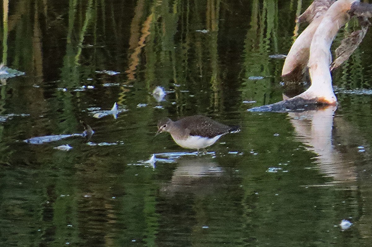 Solitary Sandpiper - ML127022941