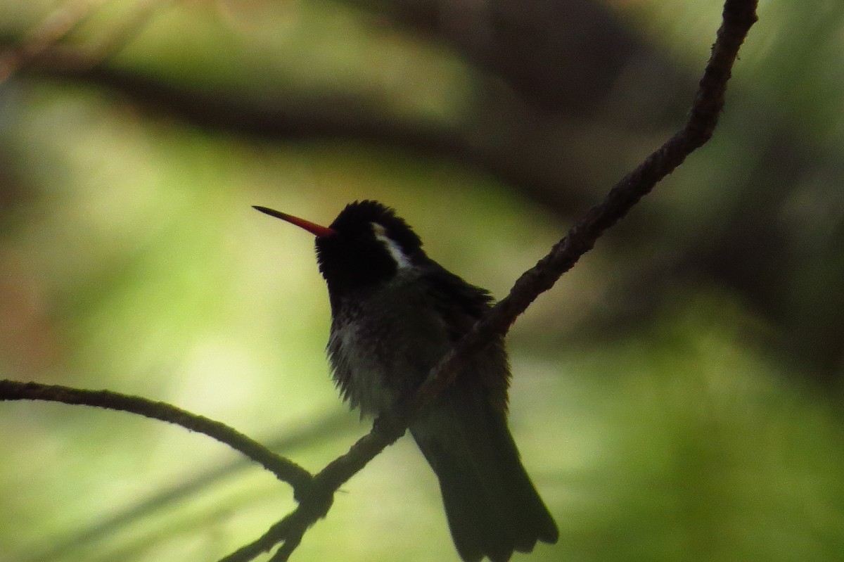 White-eared Hummingbird - Bryant Olsen