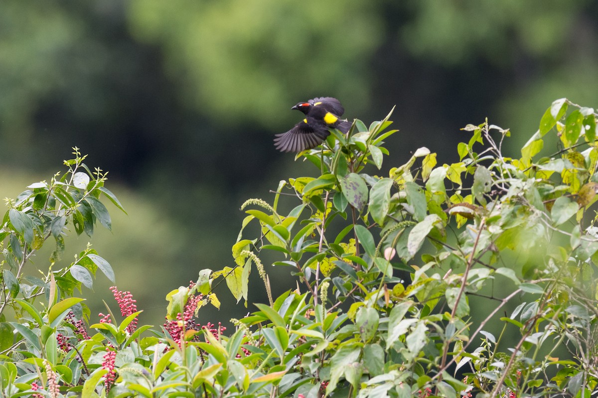 Scarlet-browed Tanager - ML127025981