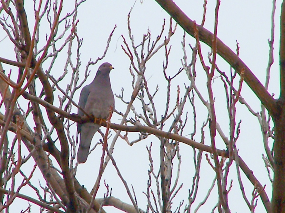 Band-tailed Pigeon - ML127026151