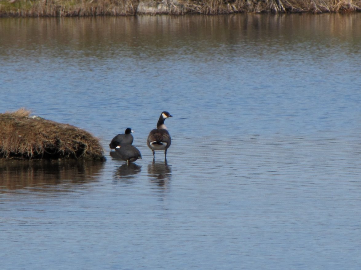 Cackling Goose (Richardson's) - ML127027151