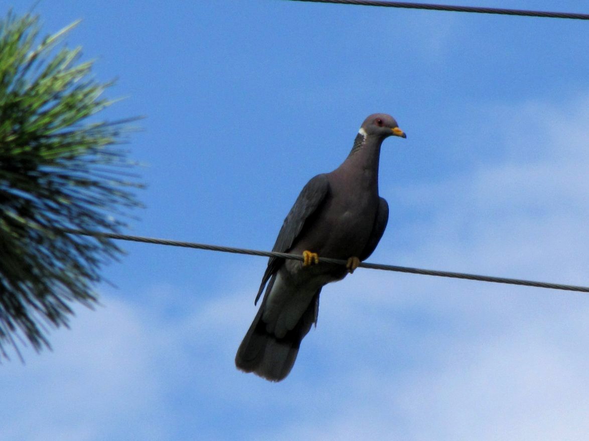 Band-tailed Pigeon - ML127027391