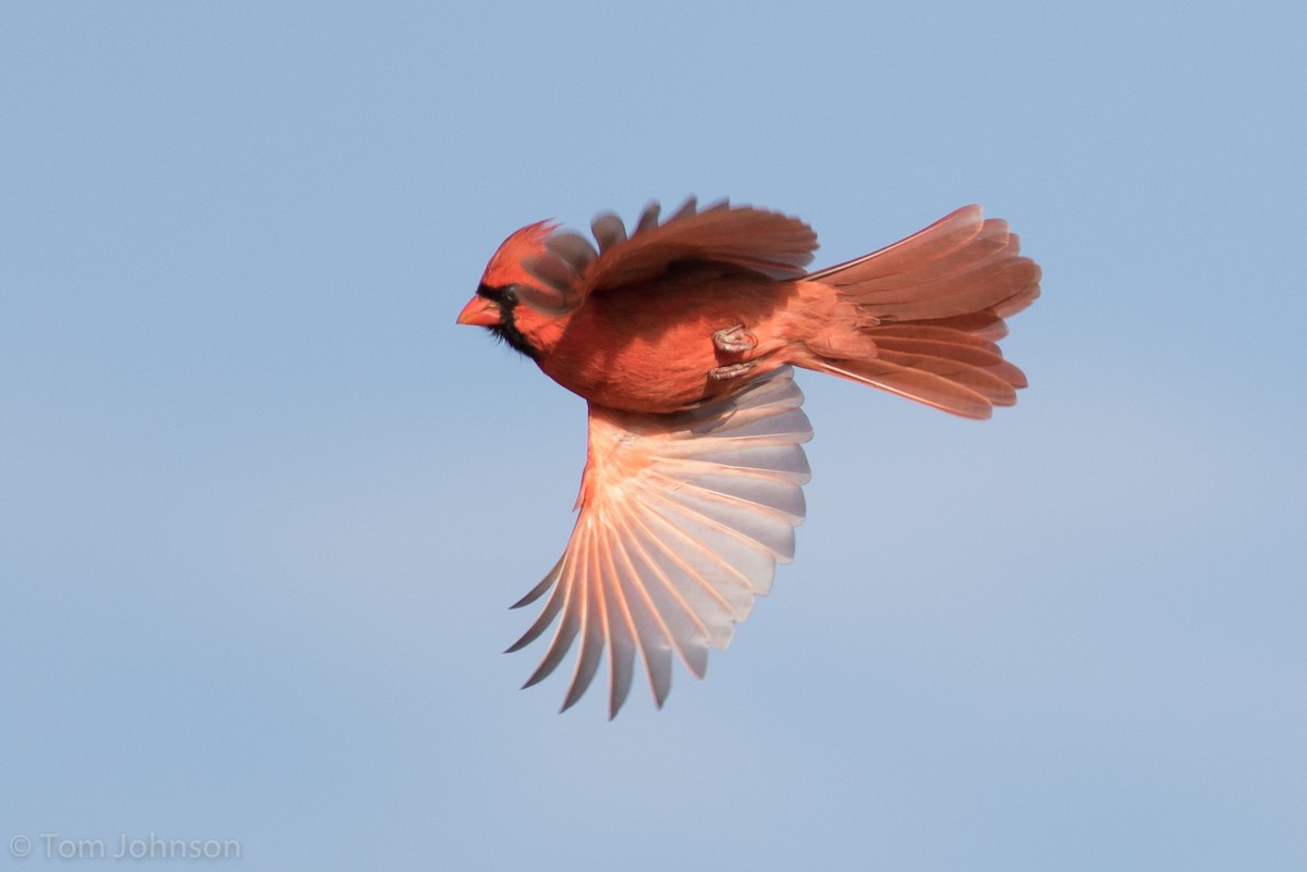 Northern Cardinal - ML127027711