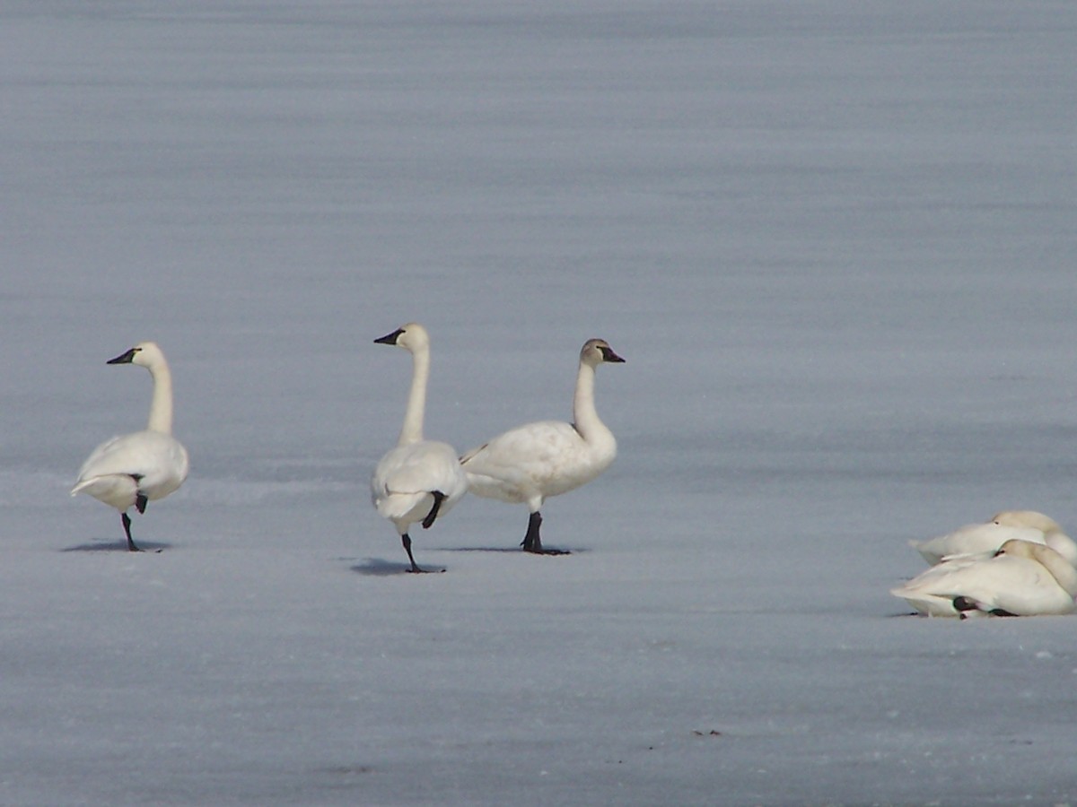 Cygne trompette - ML127028041