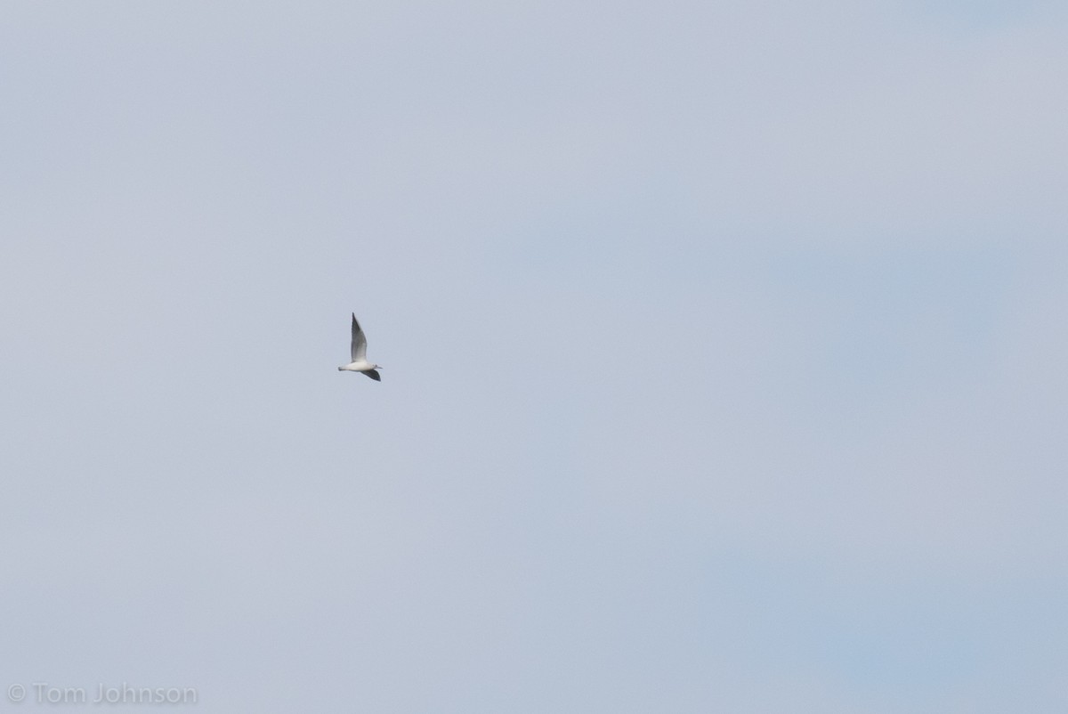 Black-headed Gull - ML127028051