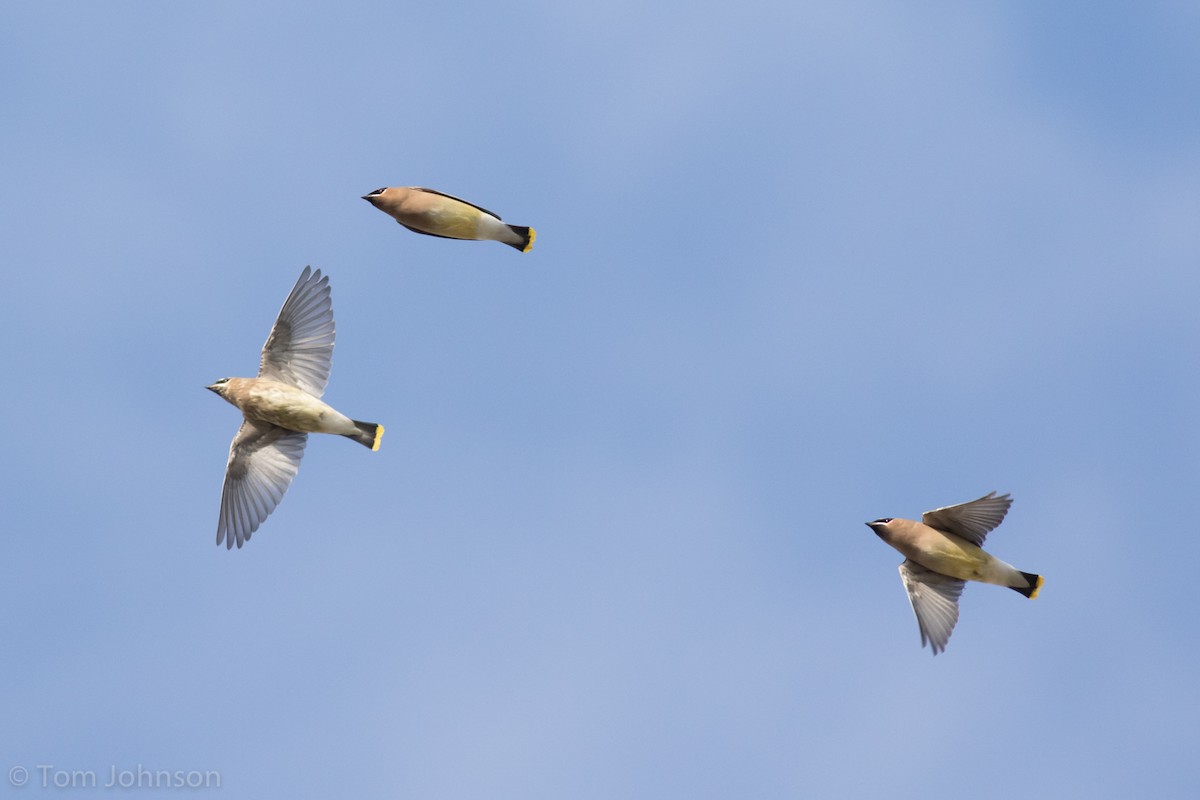 Cedar Waxwing - ML127028201