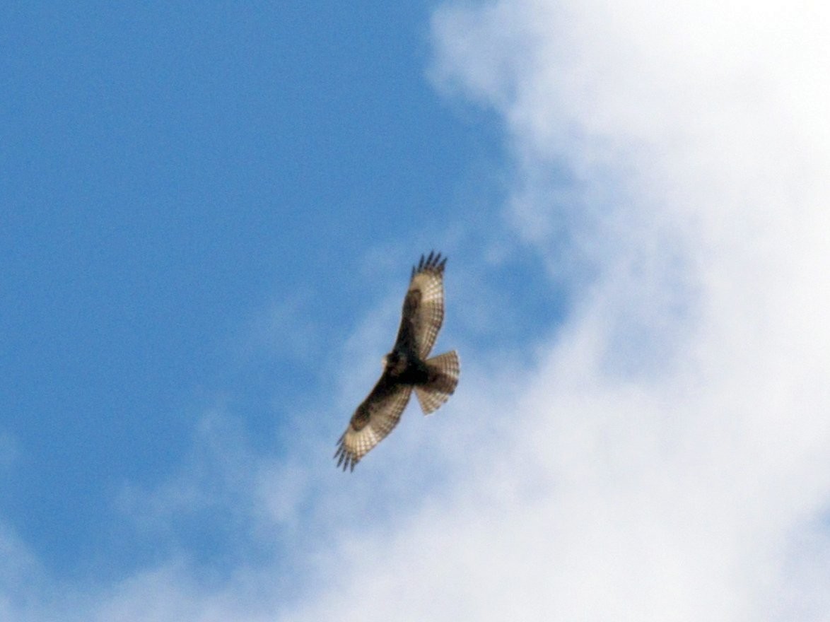 Red-tailed Hawk (Harlan's) - ML127028301