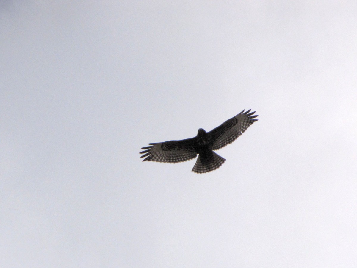 Red-tailed Hawk (Harlan's) - ML127028321