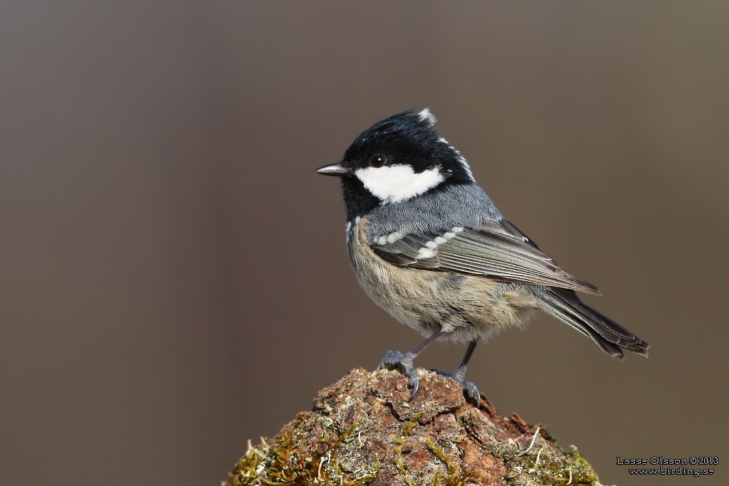 Coal Tit - ML127028581