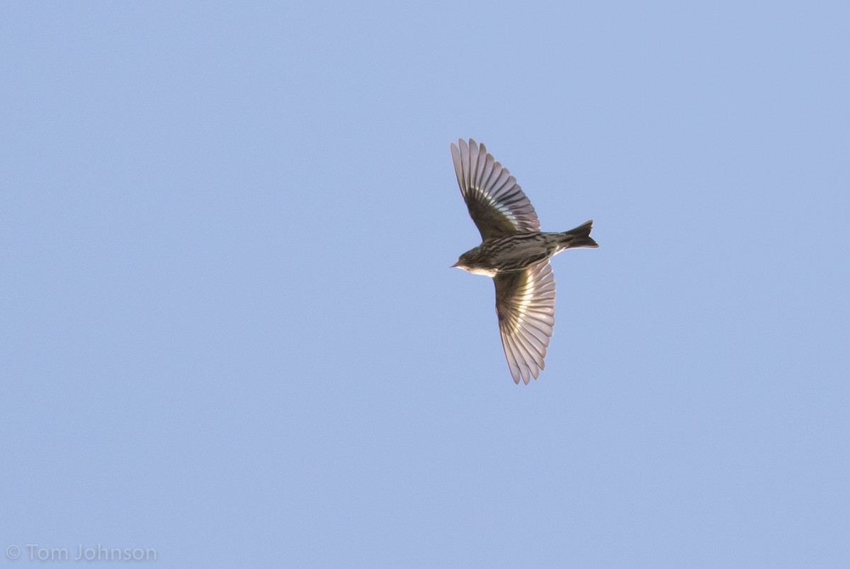 Pine Siskin - ML127028611