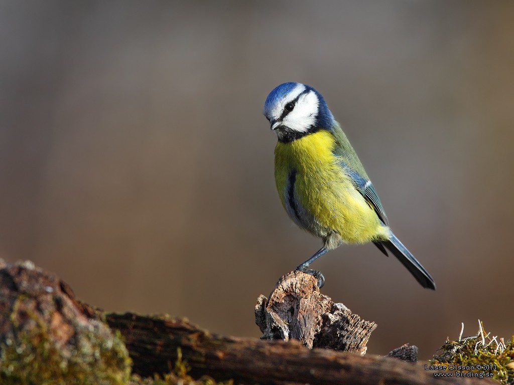 Mésange bleue - ML127029371