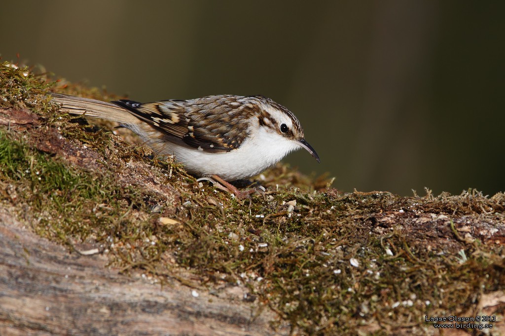 Eurasian Treecreeper - ML127029531