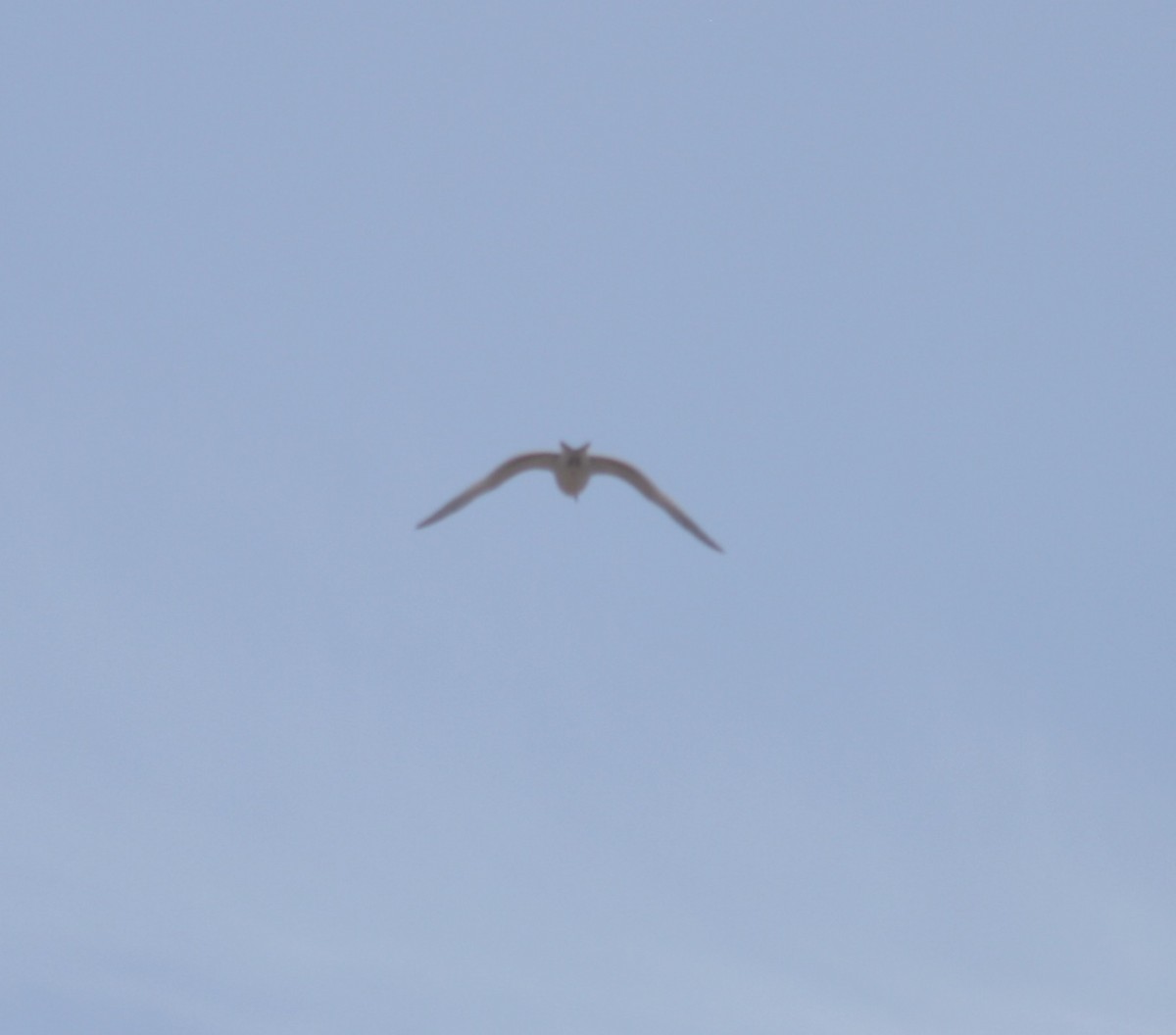 Вилохвостая чайка - ML127029591