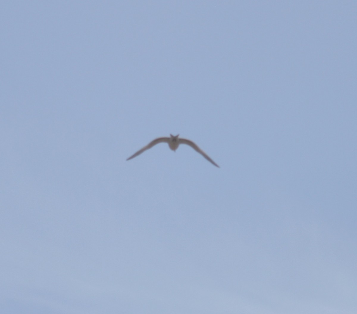 Sabine's Gull - ML127029591