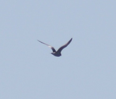 Sabine's Gull - ML127029601