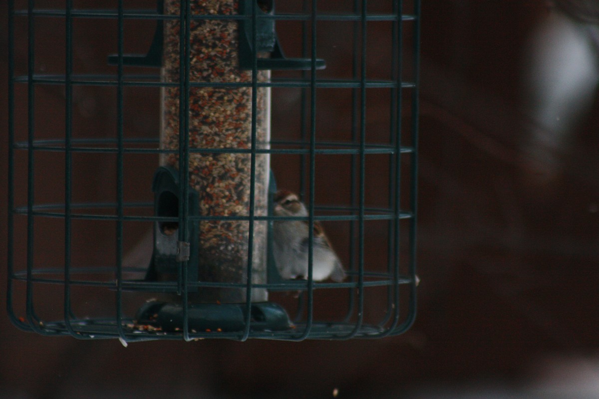 Chipping Sparrow - Sarah Toner