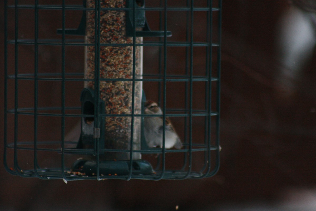 Chipping Sparrow - ML127029651